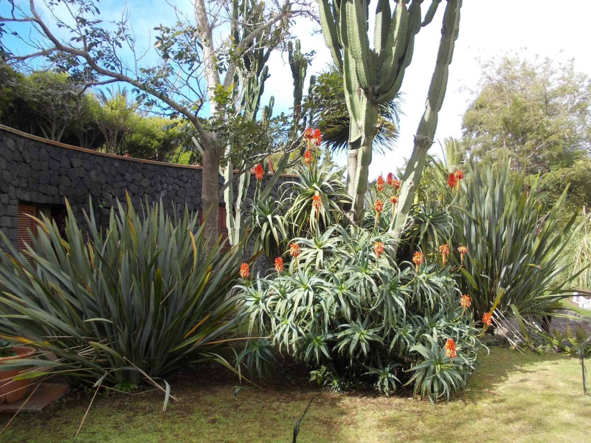 La Palma Romántica Barlovento